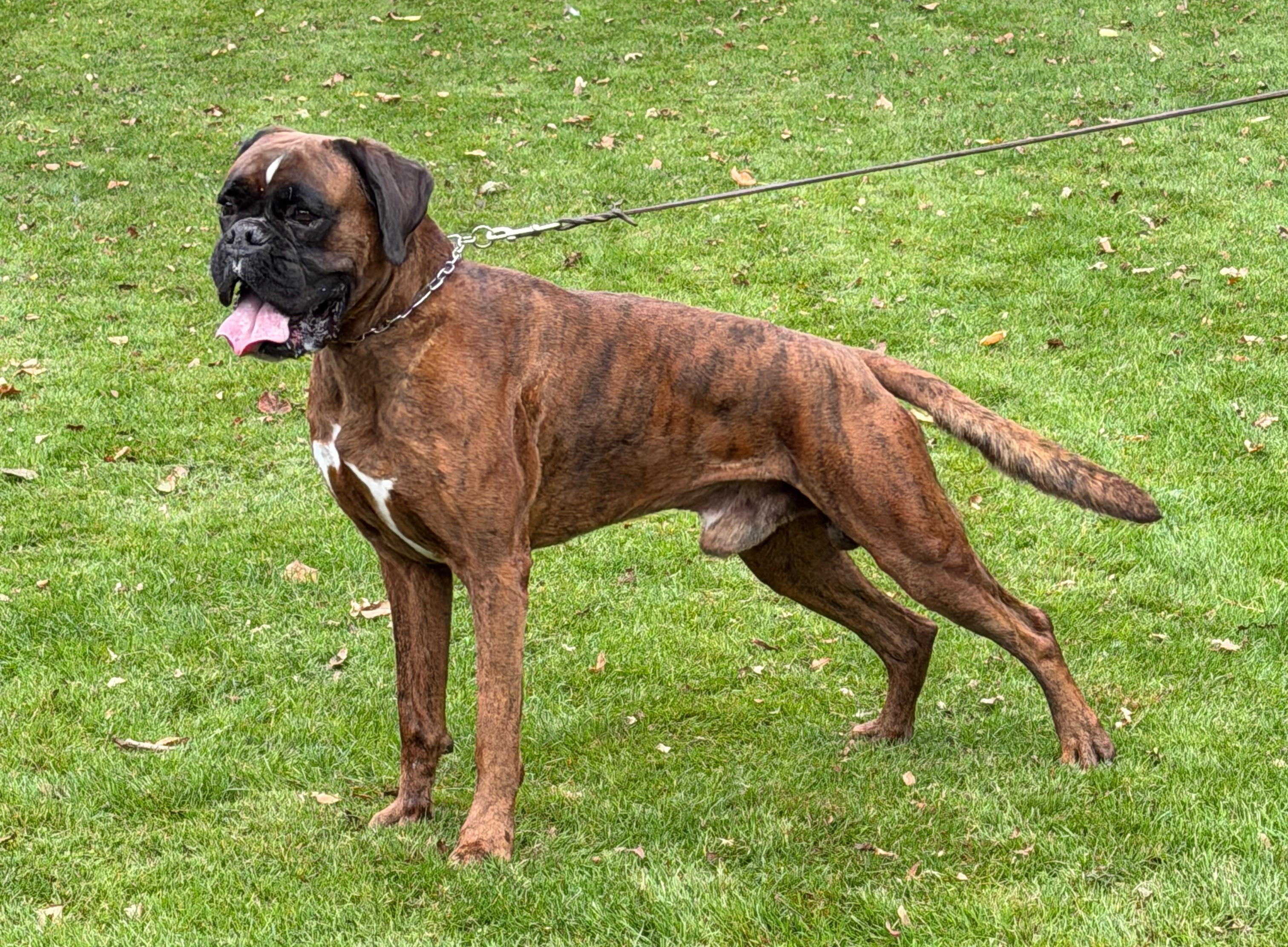 Faro Deckrüde Faro Deckrüde